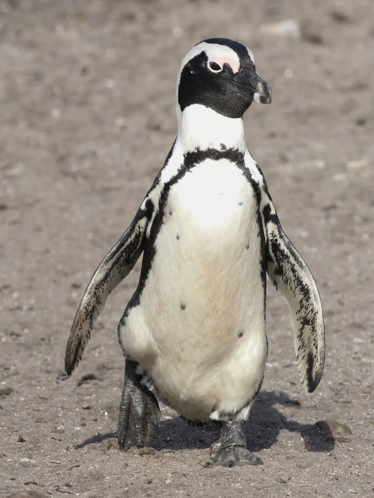 Adult African Penguin on sand, showing its dark bill, chest band, flippers and feet.
