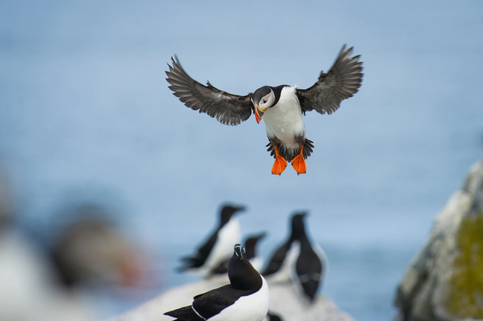Atlantic Puffin approaching a landing with both feathered wings spread and orange feet extended.