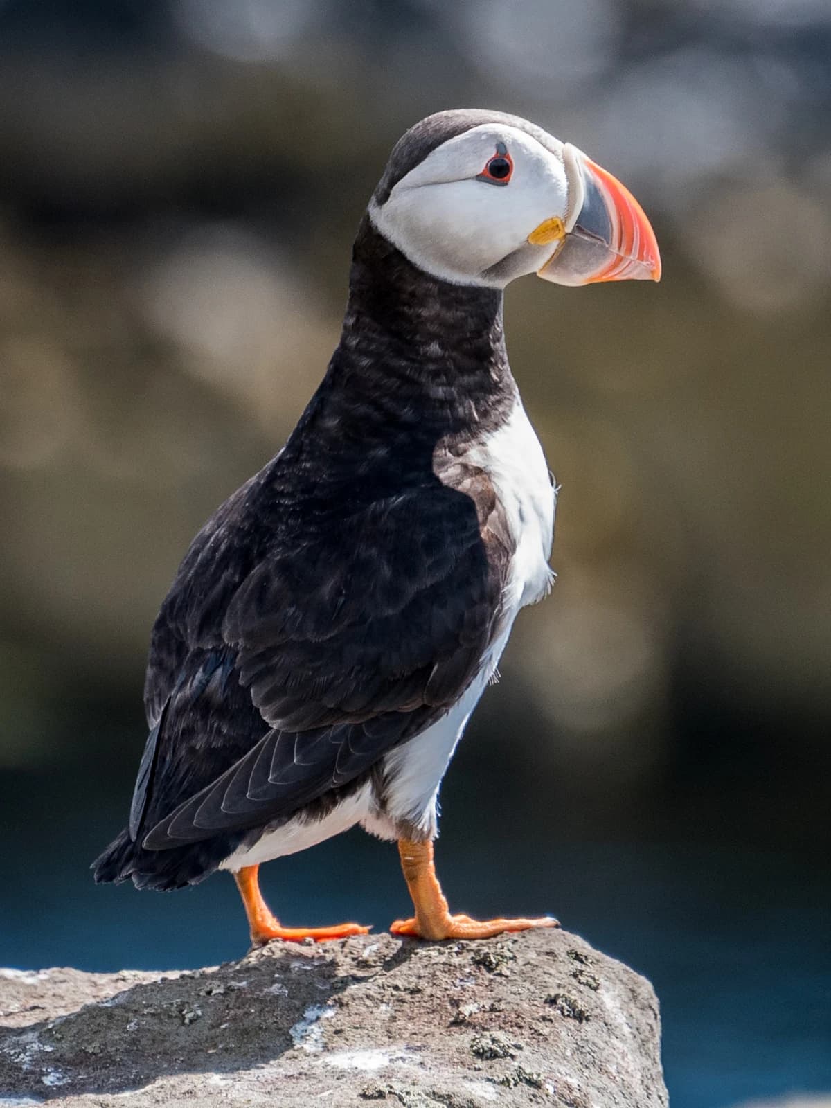 Breeding Atlantic Puffin standing on a rock, showing its broad colourful bill, folded wing, white belly and orange feet.