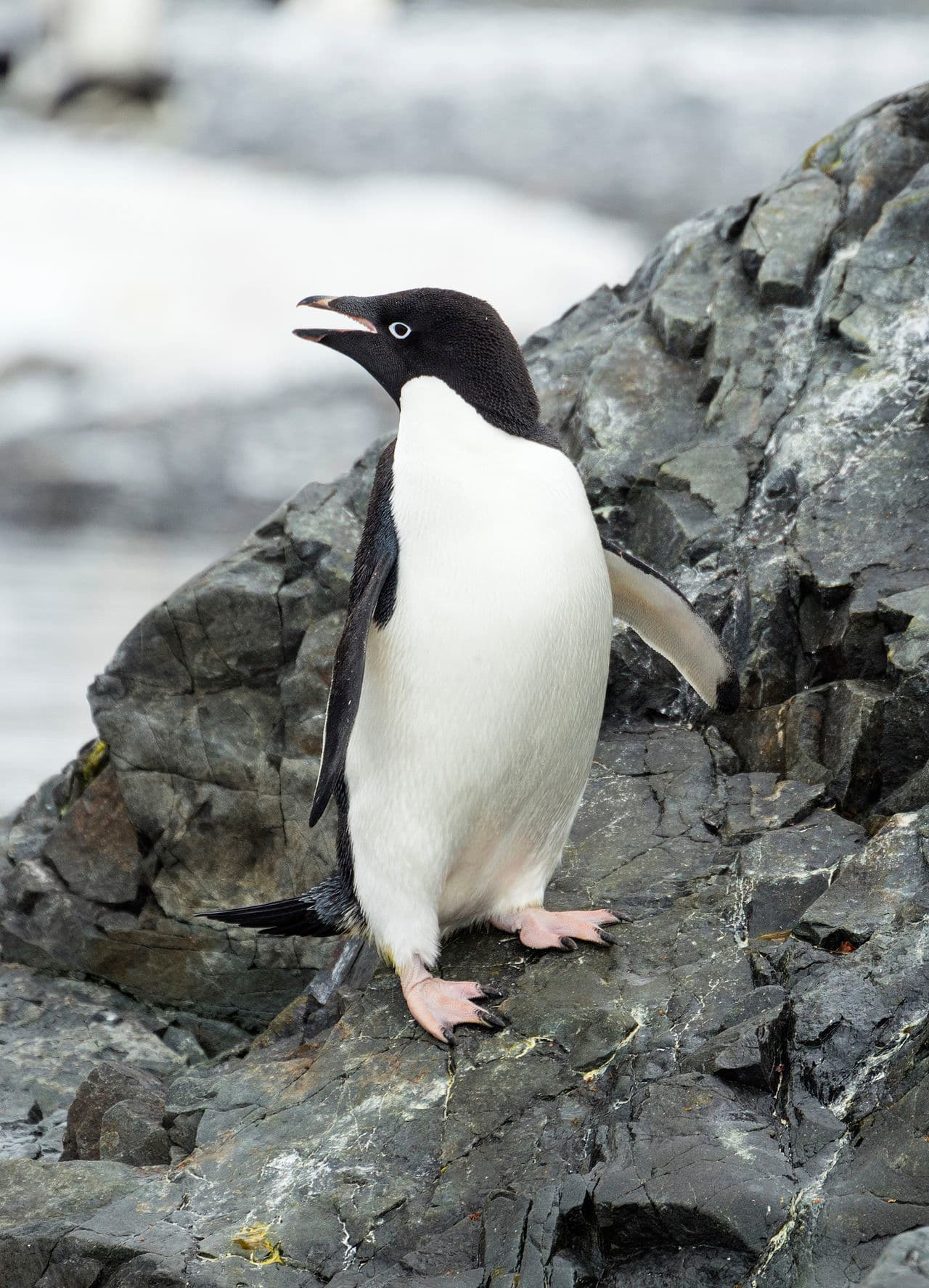 Adelie penguin on rocky Antarctic shore