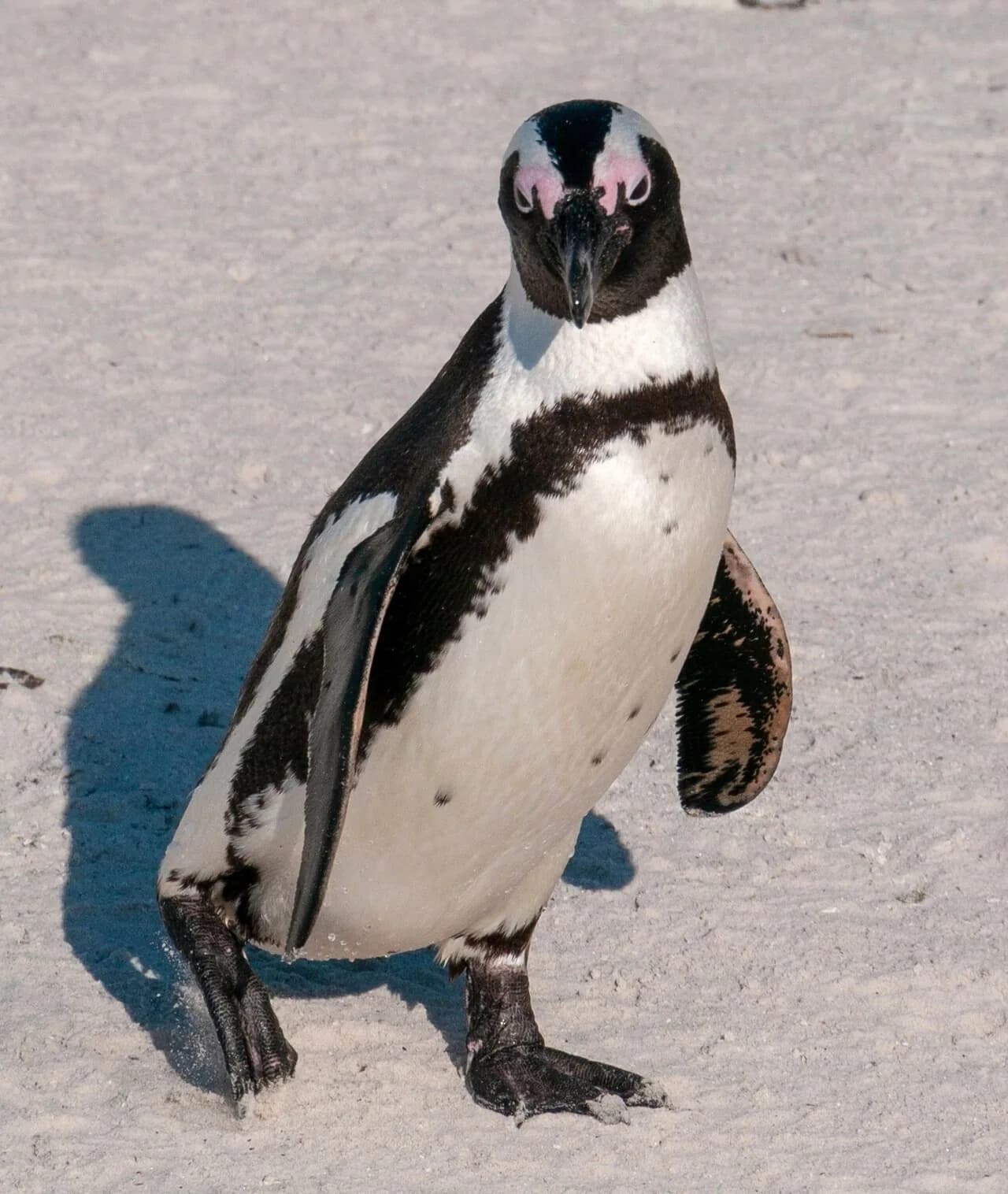 African penguin standing on pale sand