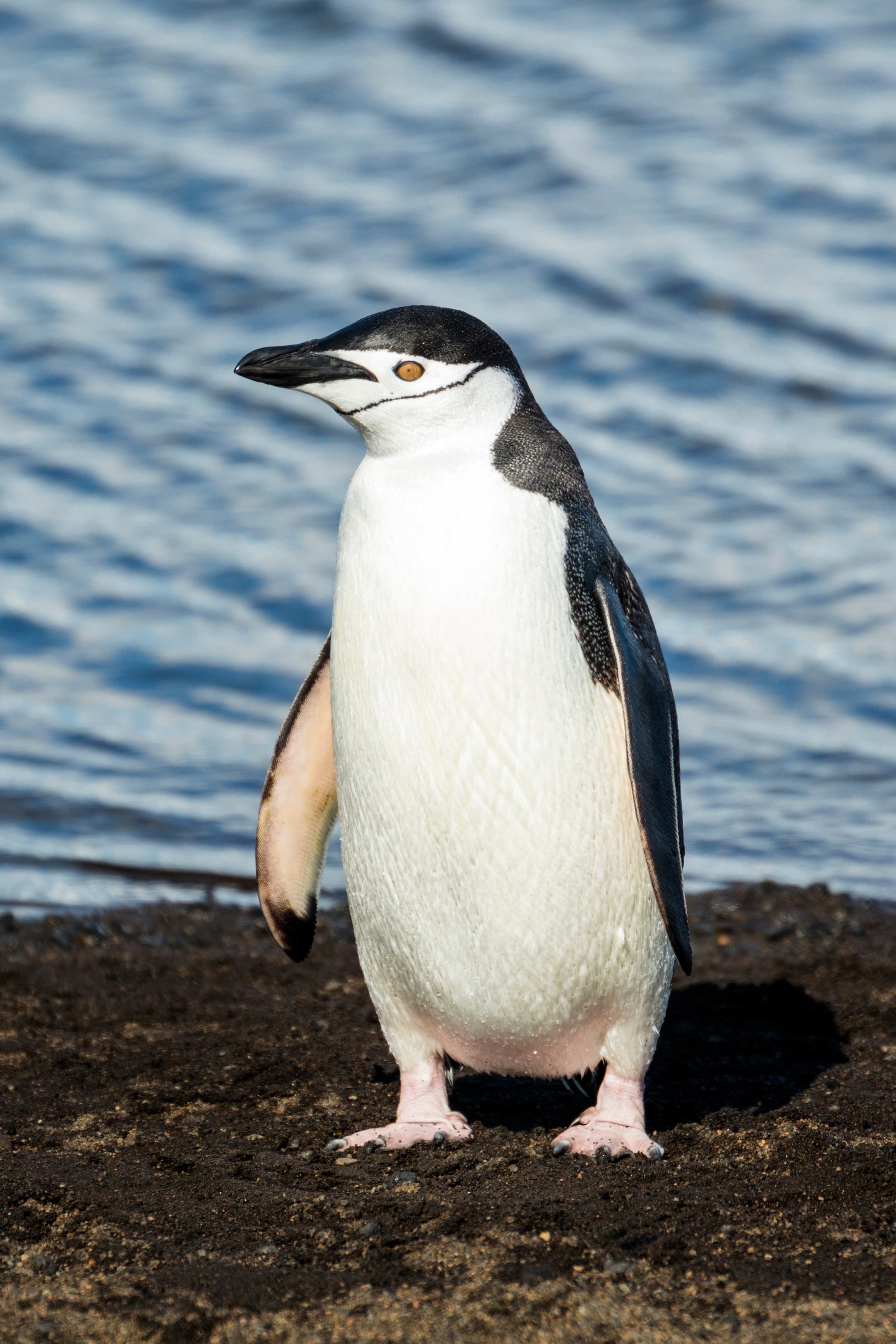Chinstrap penguin with distinctive black band under chin