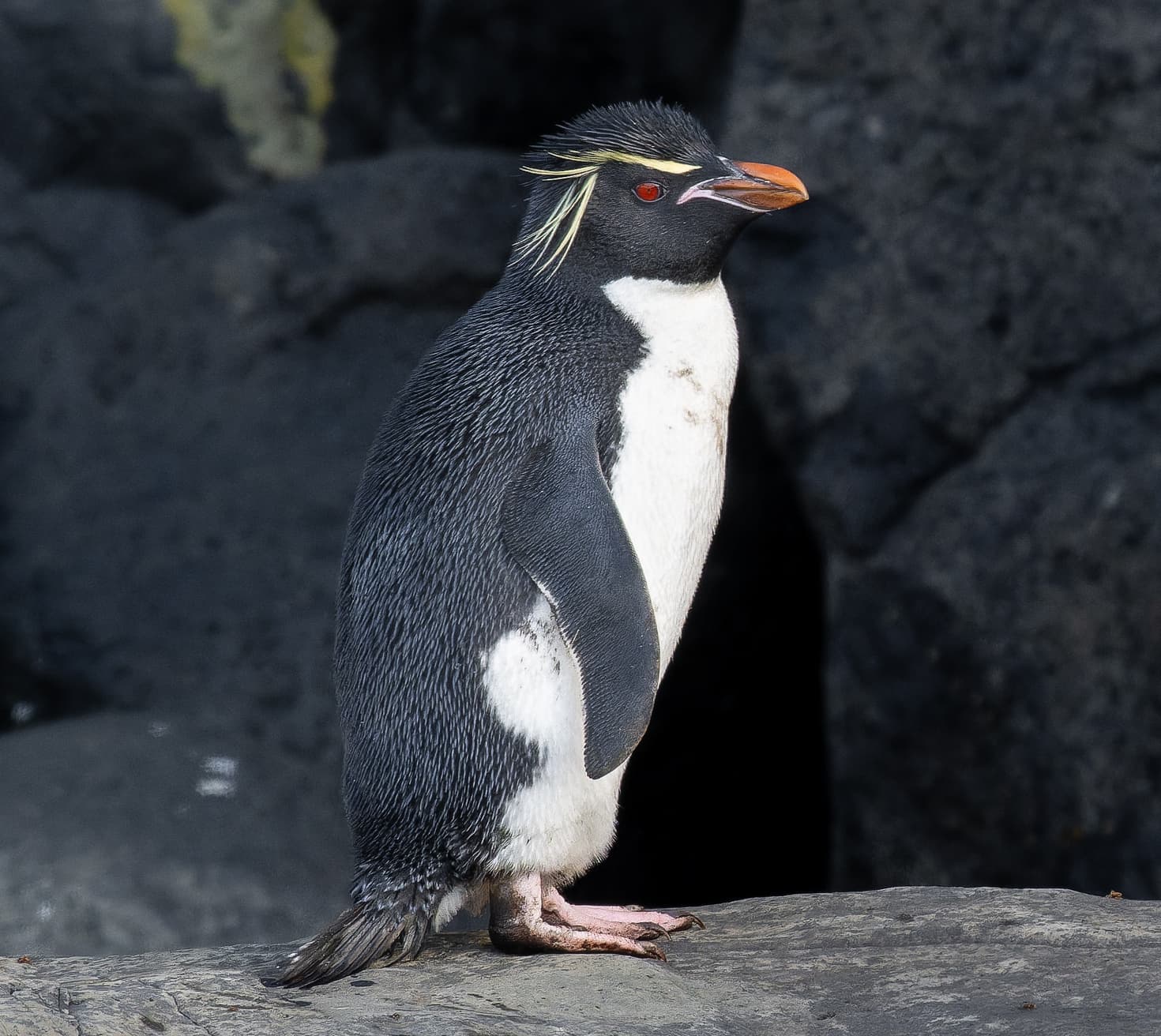Eastern rockhopper penguin on sub-Antarctic rocky coastline