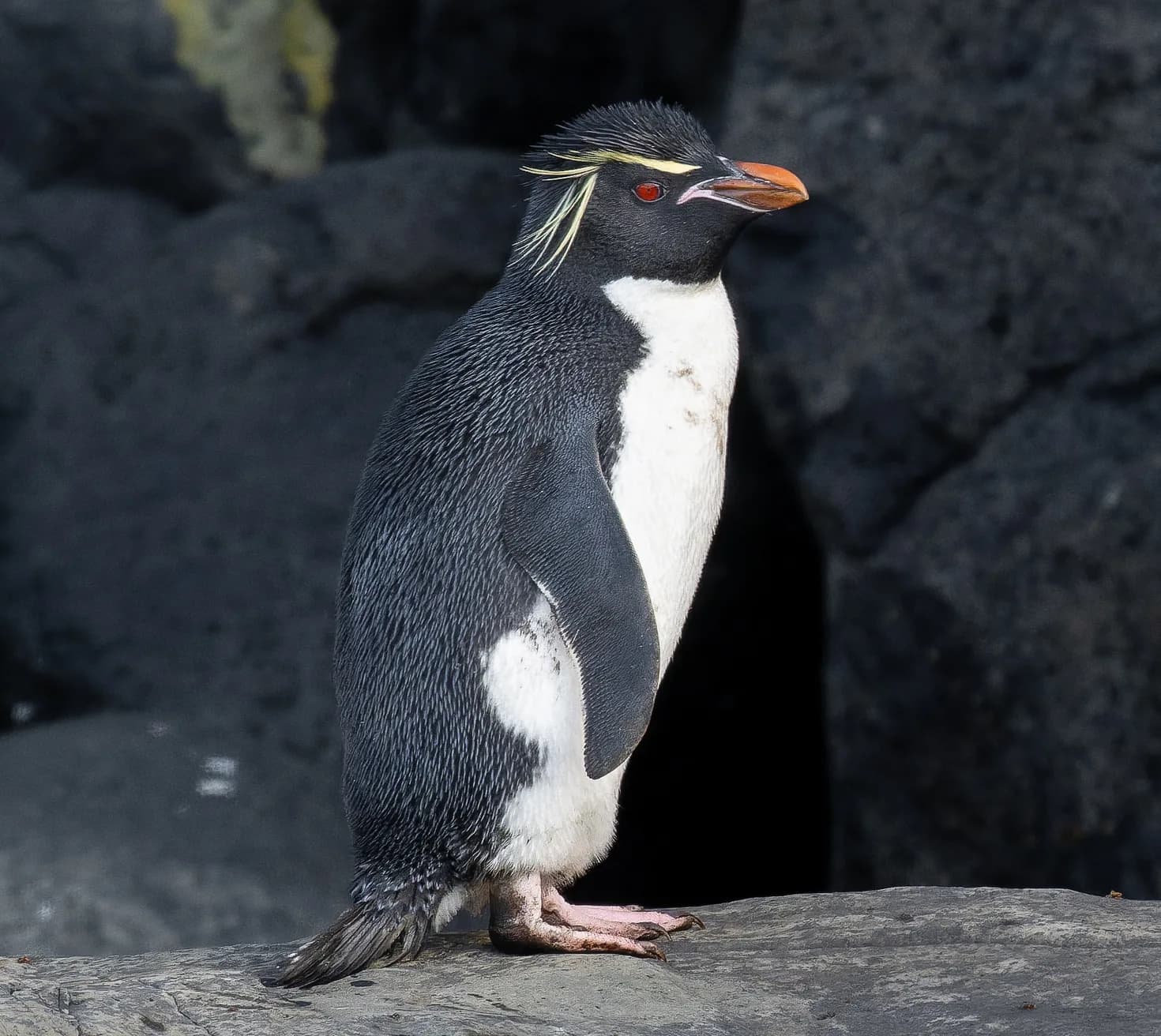 Eastern rockhopper penguin standing on a rock ledge