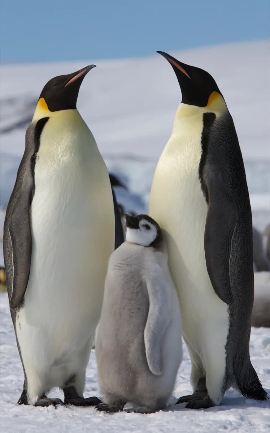 Two adult emperor penguins and a chick on the ice