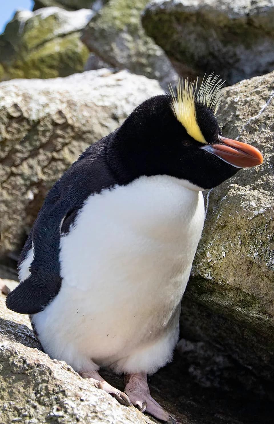 Erect-crested penguin standing between rocks, showing its upright yellow crest