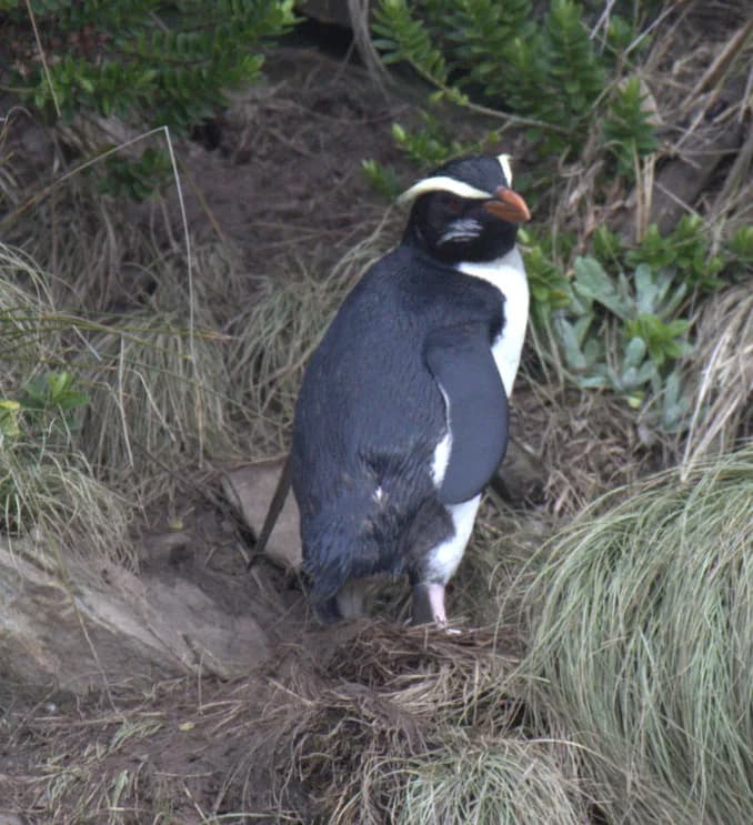 Fiordland penguin standing among grasses and shrubs