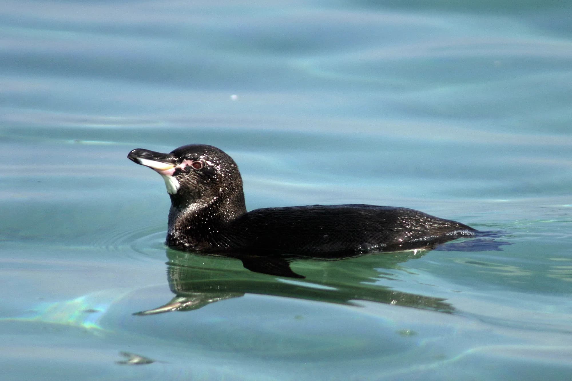 Galápagos penguin swimming at the water’s surface