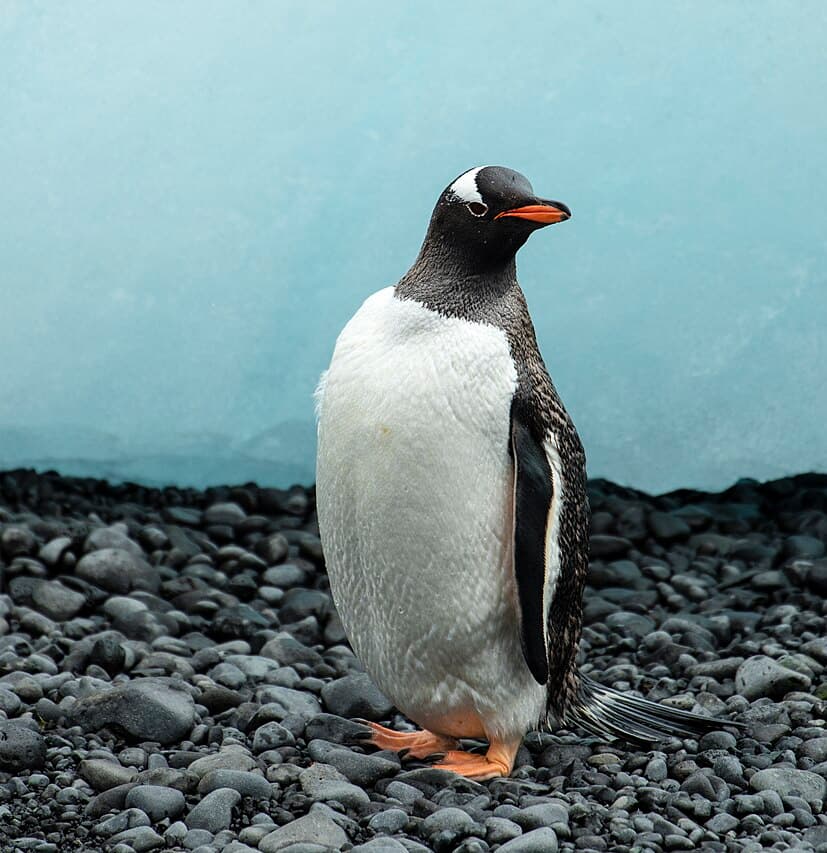 Gentoo penguin walking on a beach