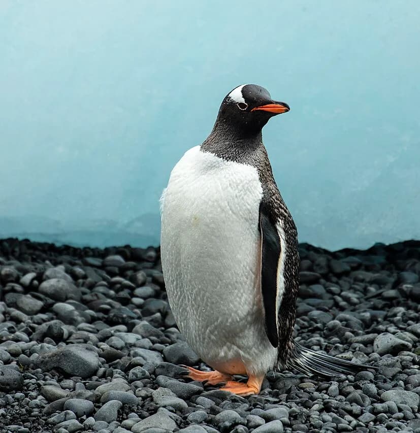 Gentoo penguin standing on pebbles beside blue ice