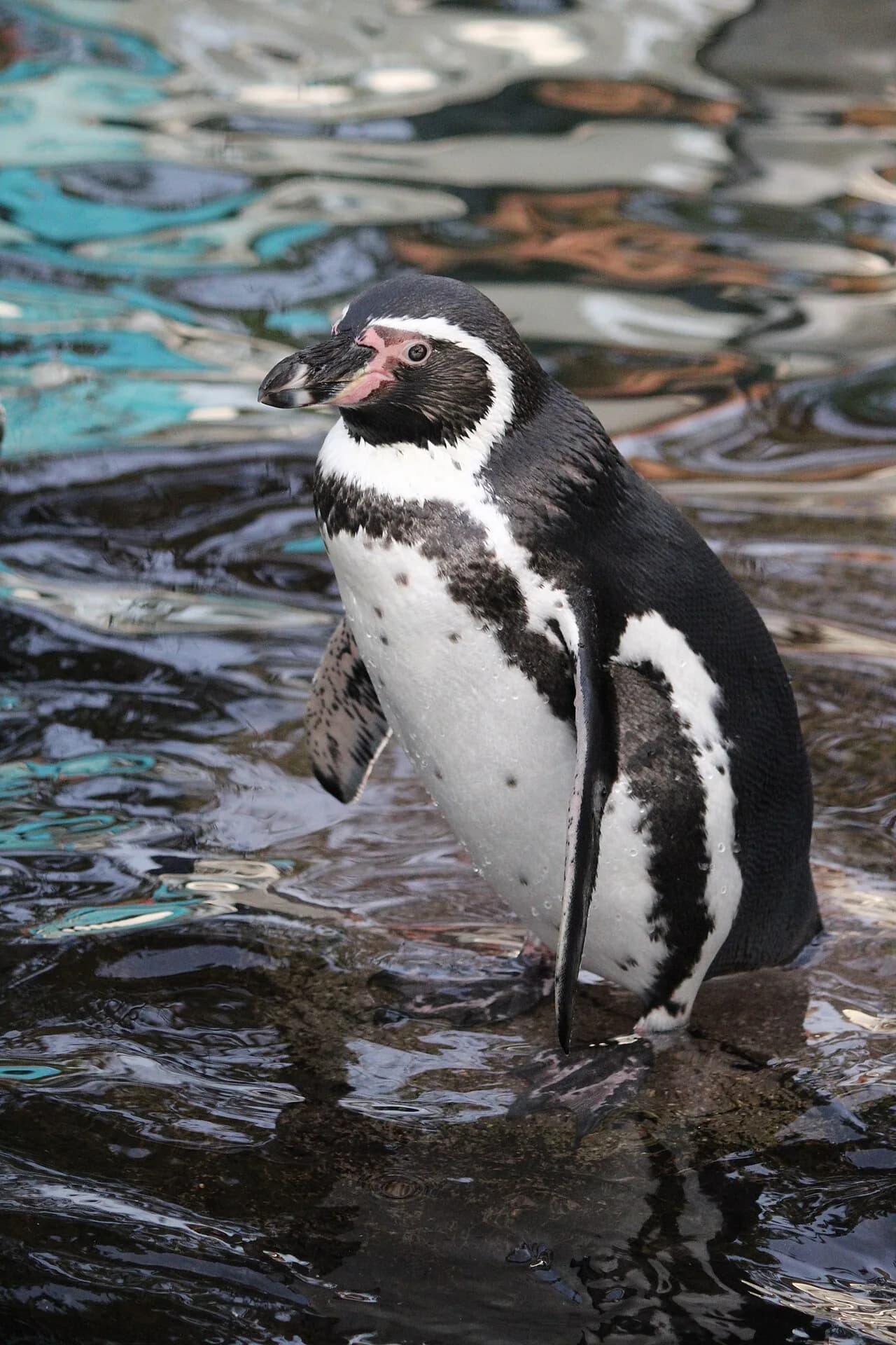 Humboldt penguin standing on wet rocks beside the water