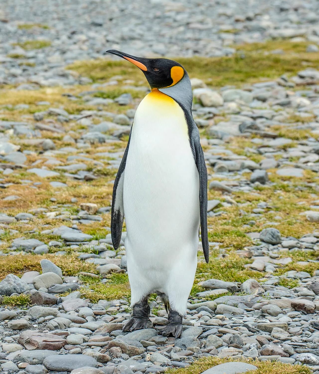 King penguin standing upright on a stony shore