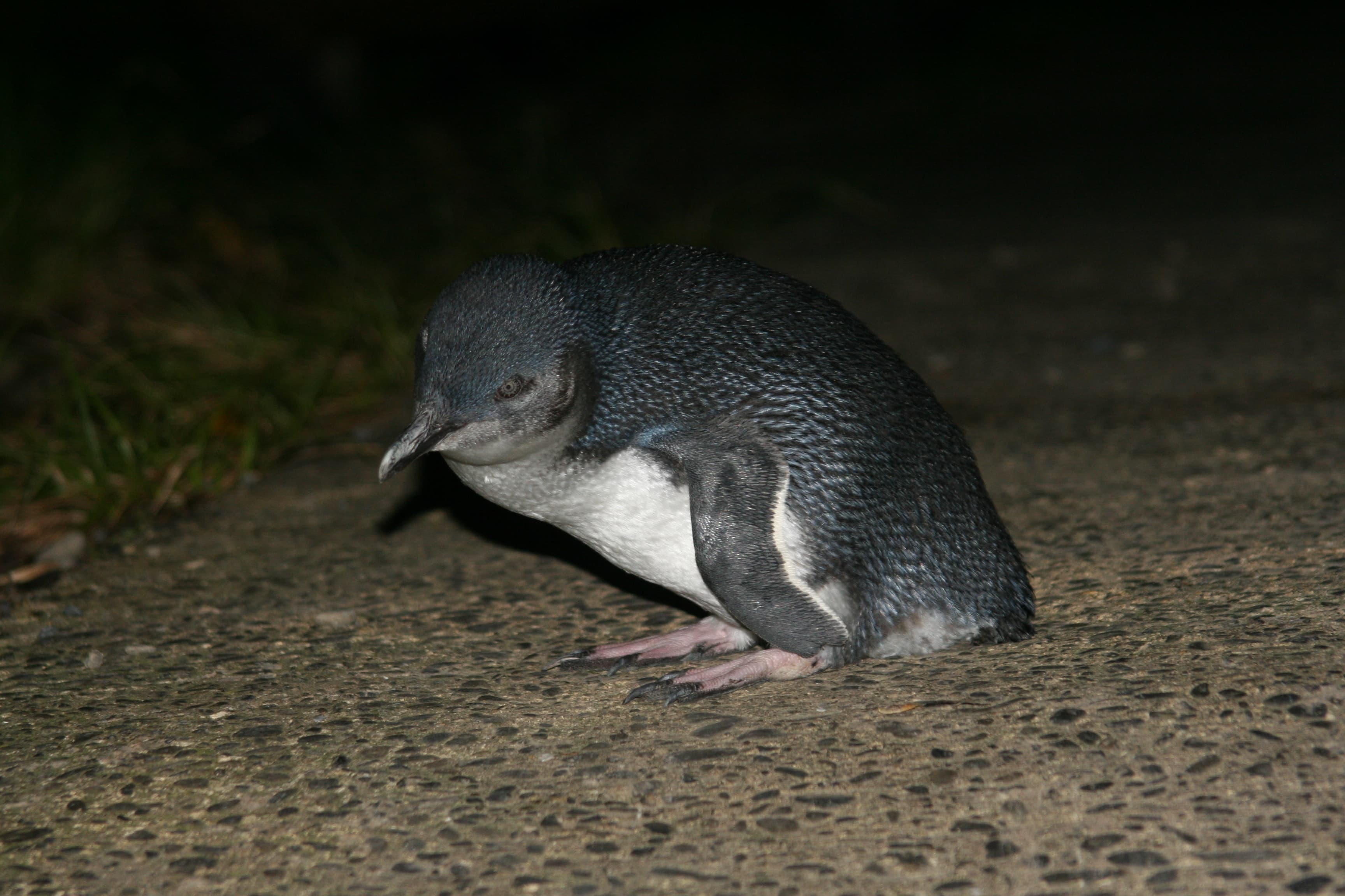 Little blue penguin emerging from burrow