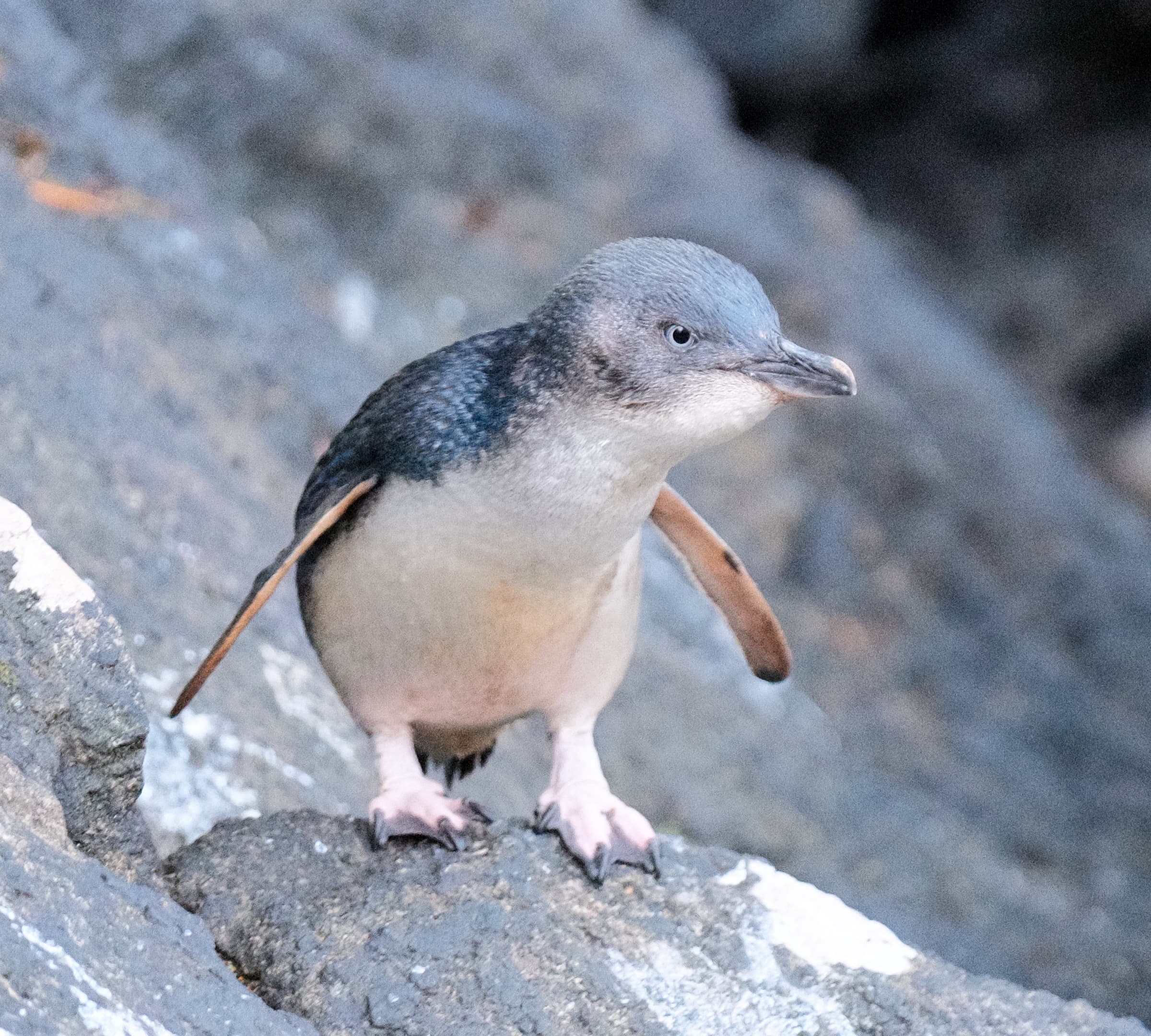 Little Blue Penguin standing on a rock with its flippers outstretched on Stewart Island
