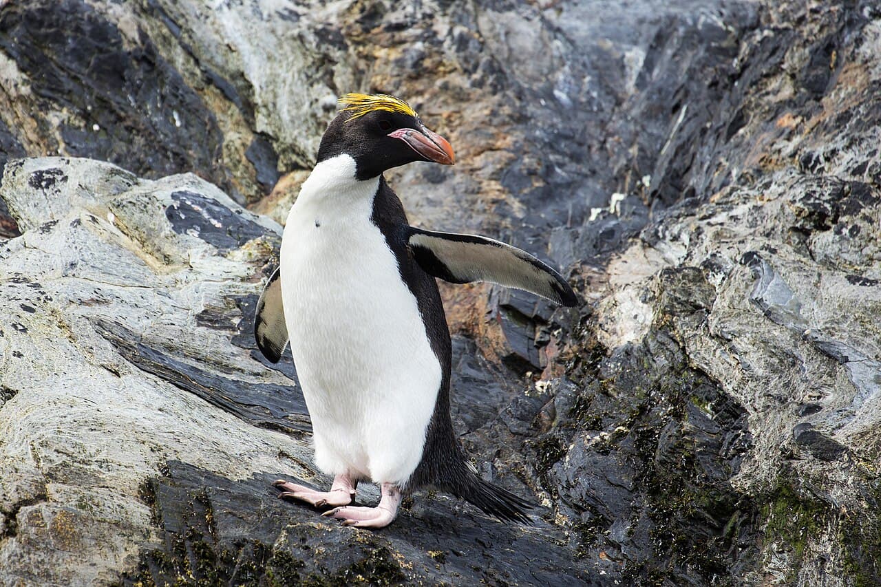 Macaroni penguin with golden-orange crest feathers