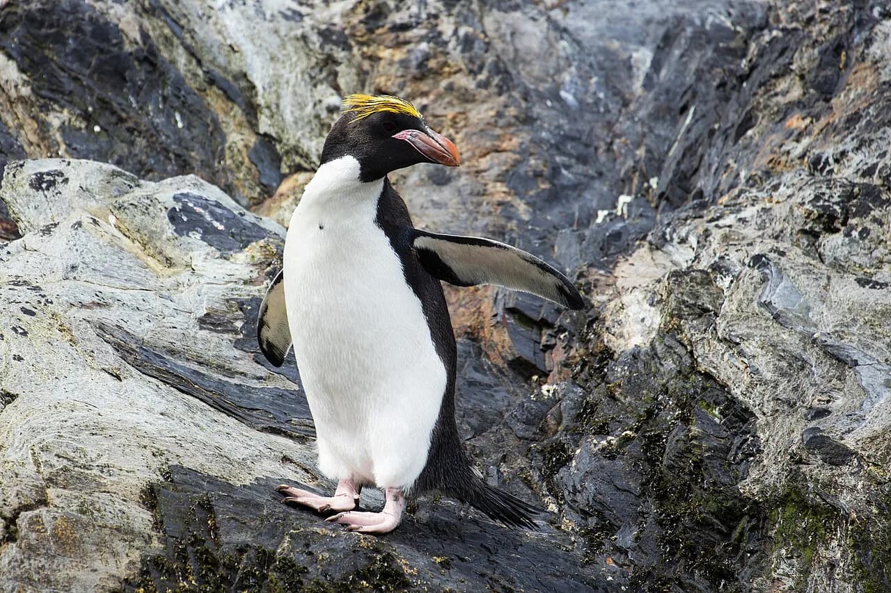 Macaroni penguin standing among grey rocks