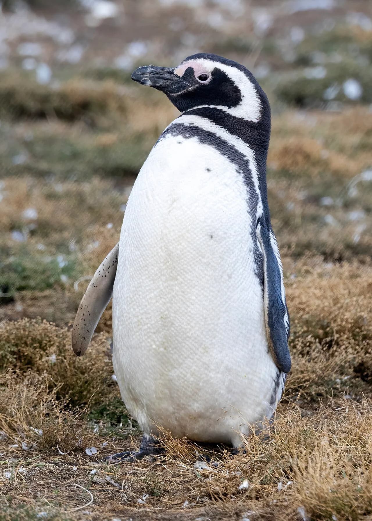 Magellanic penguin standing on dry, grassy ground