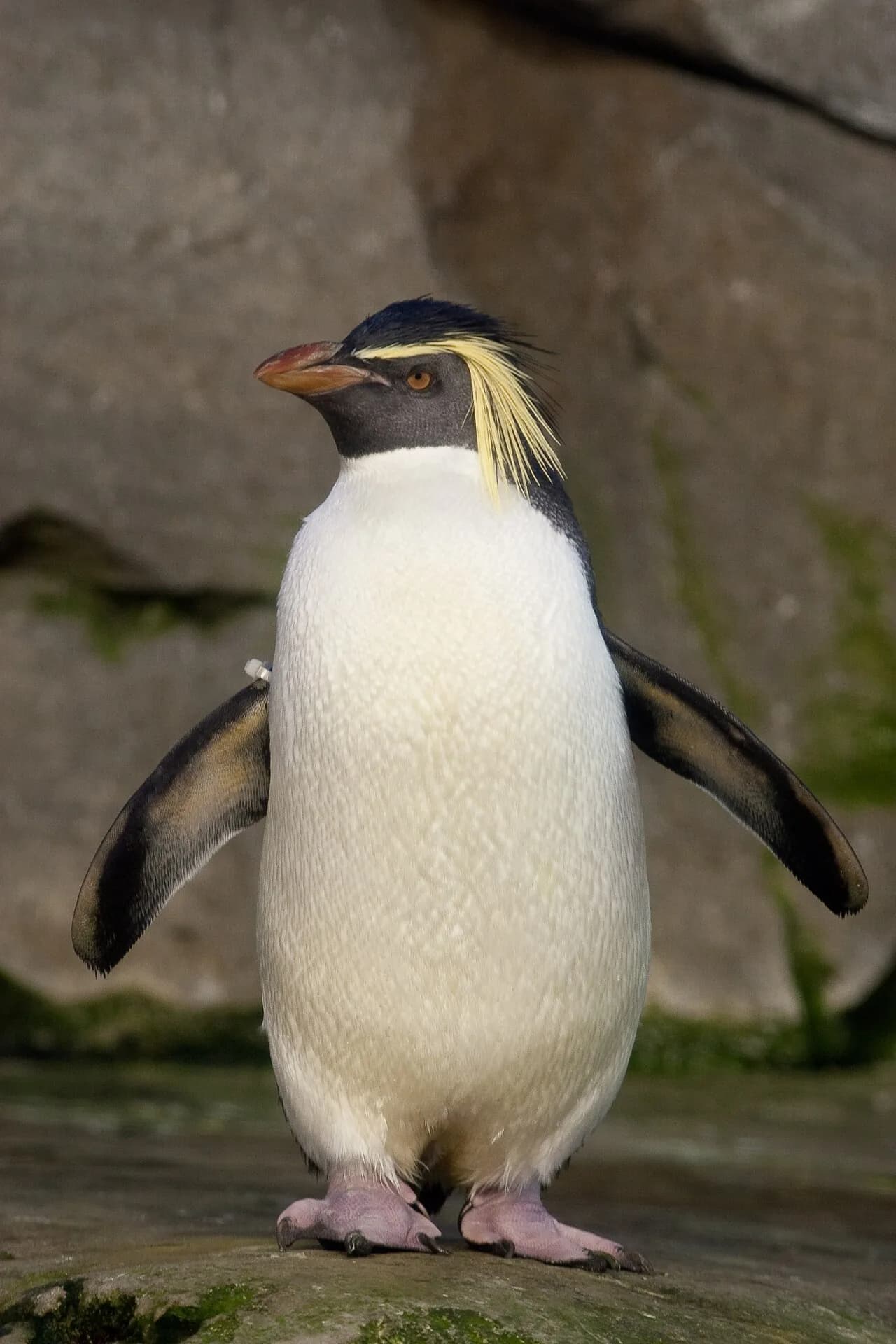 Northern rockhopper penguin standing on a rock ledge, showing its long yellow crest