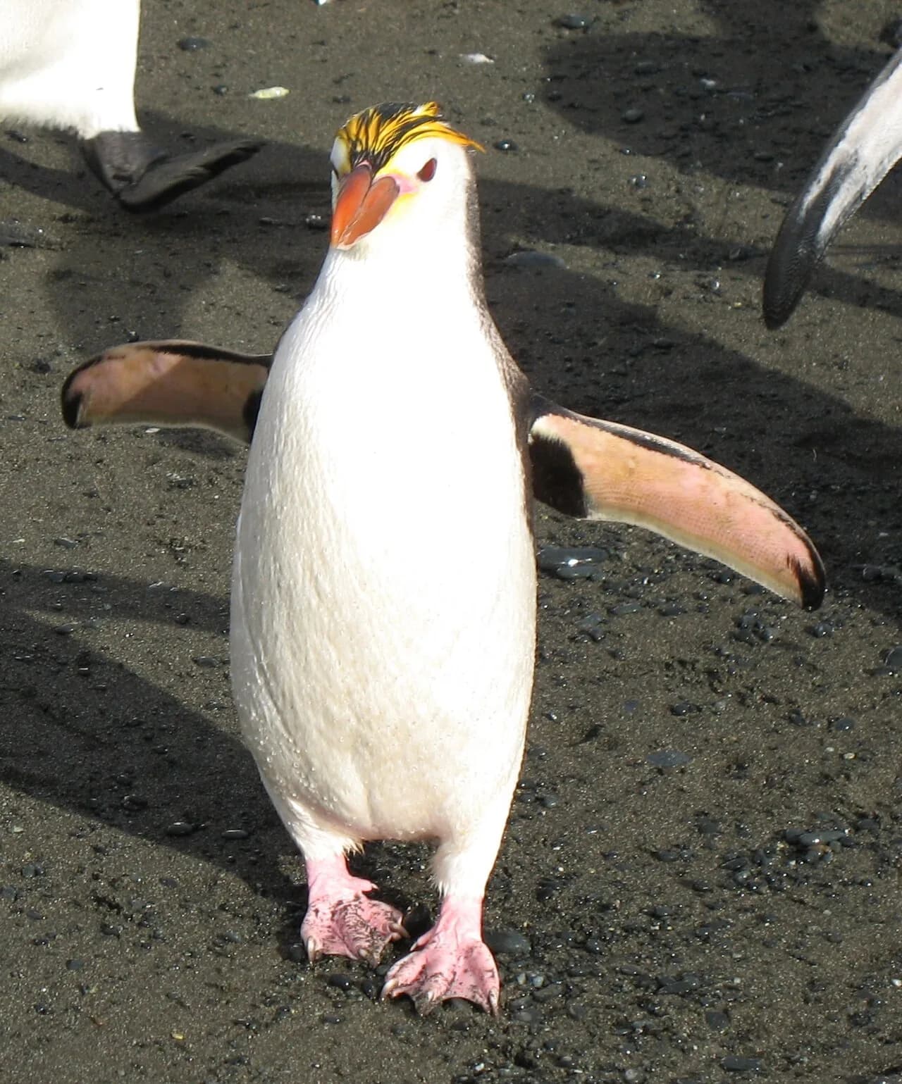Royal penguin standing with its flippers spread