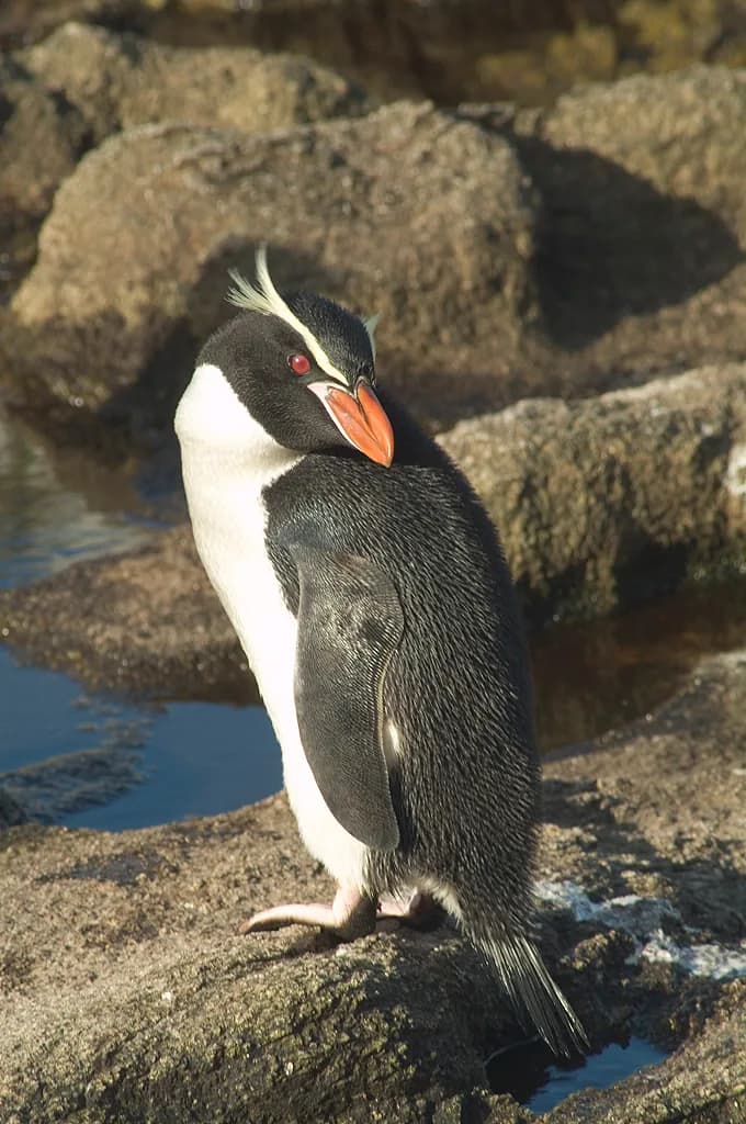 Snares penguin standing on a rock, looking over its shoulder