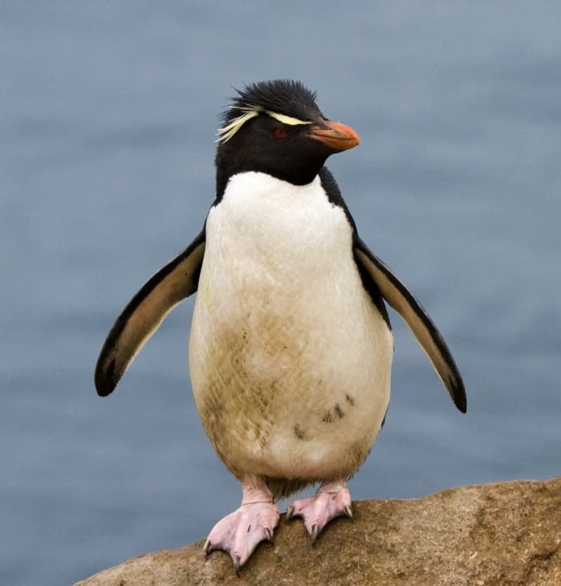 Western rockhopper penguin with spiky yellow crest and red eyes