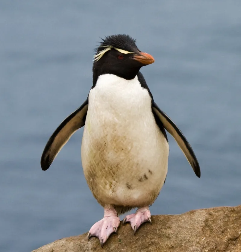Western rockhopper penguin standing on a rock with its flippers spread