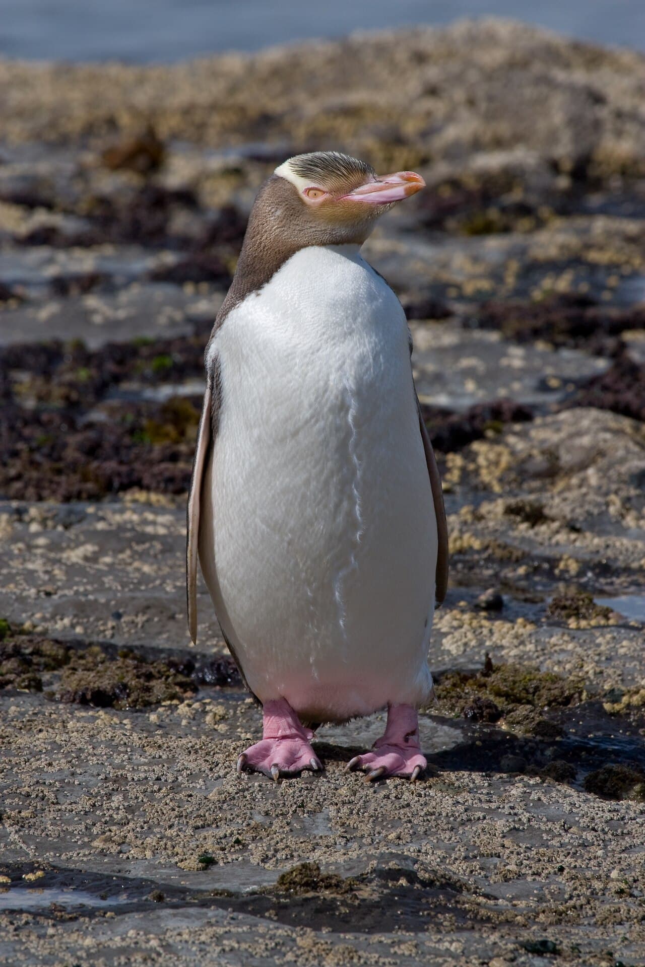 Yellow-eyed penguin on New Zealand coast