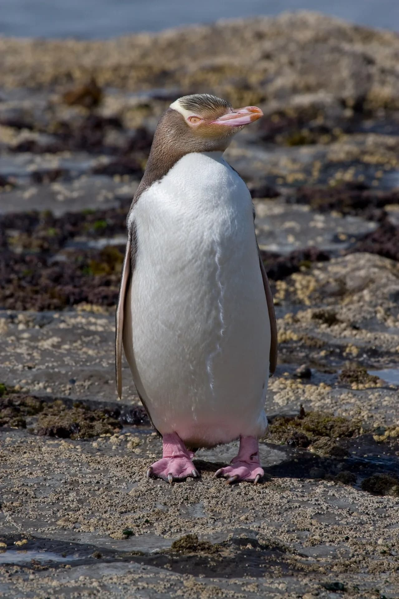 Yellow-eyed penguin standing on a rocky shore